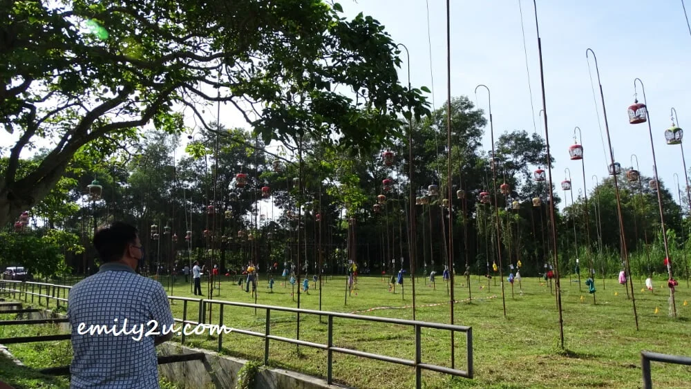 a merbok enthusiast observes his bird from afar