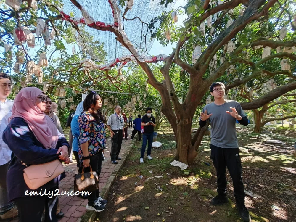briefing by Kuan from GoChin Tambun Pomelo Agro Farm