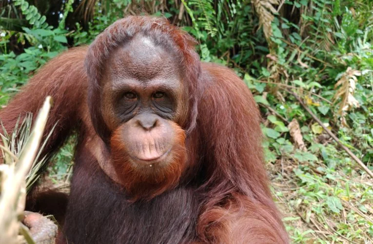 Revisiting Orang Utan Island (OUI)