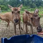 PROSPEK Rusa Lenggong: A Blend of Agriculture, Nature, and Venison Delights deer farming thumbnail