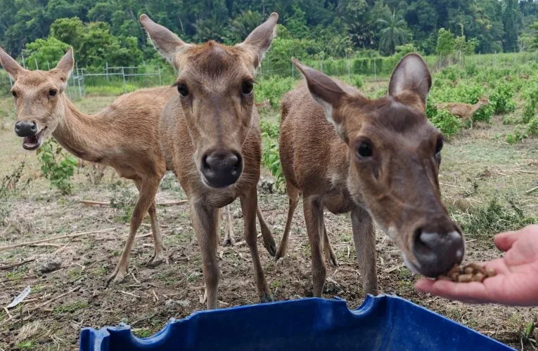 PROSPEK Rusa Lenggong: A Blend of Agriculture, Nature, and Venison Delights