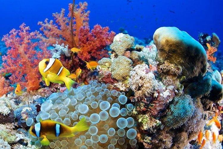 Exploring Marine Life in Dazzling Underwater Worlds