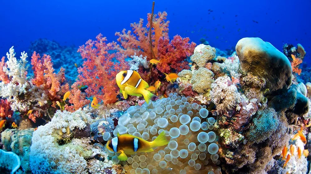 coral reefs (image credit: Vincent Pommeyrol | Getty Images)