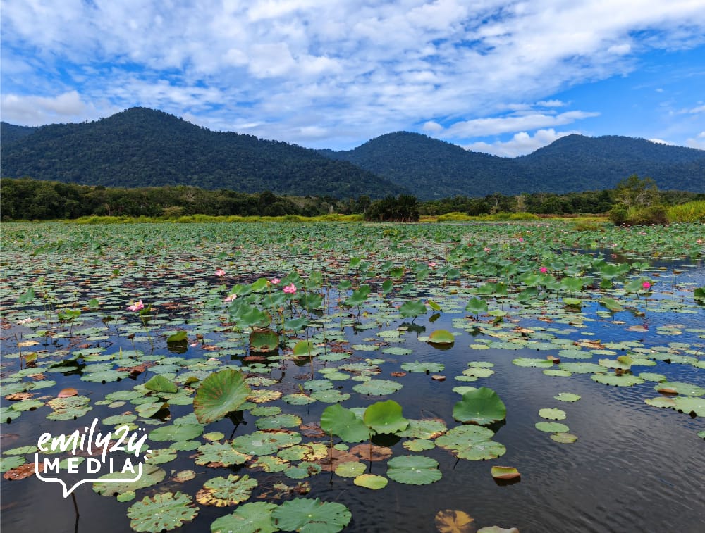 wild lotus (in a mix of pink/white colours) is a popular product of Lenggong's Dragon Lake (Tasik Cenderoh)