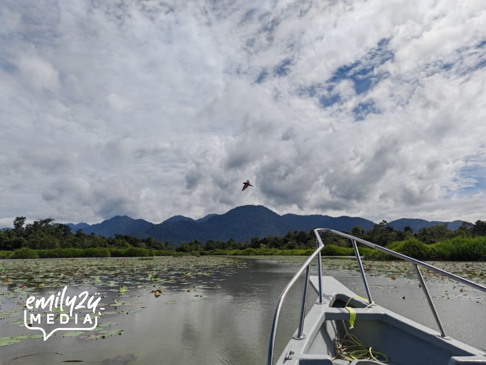swallow (burung layang-layang) caught in the frame