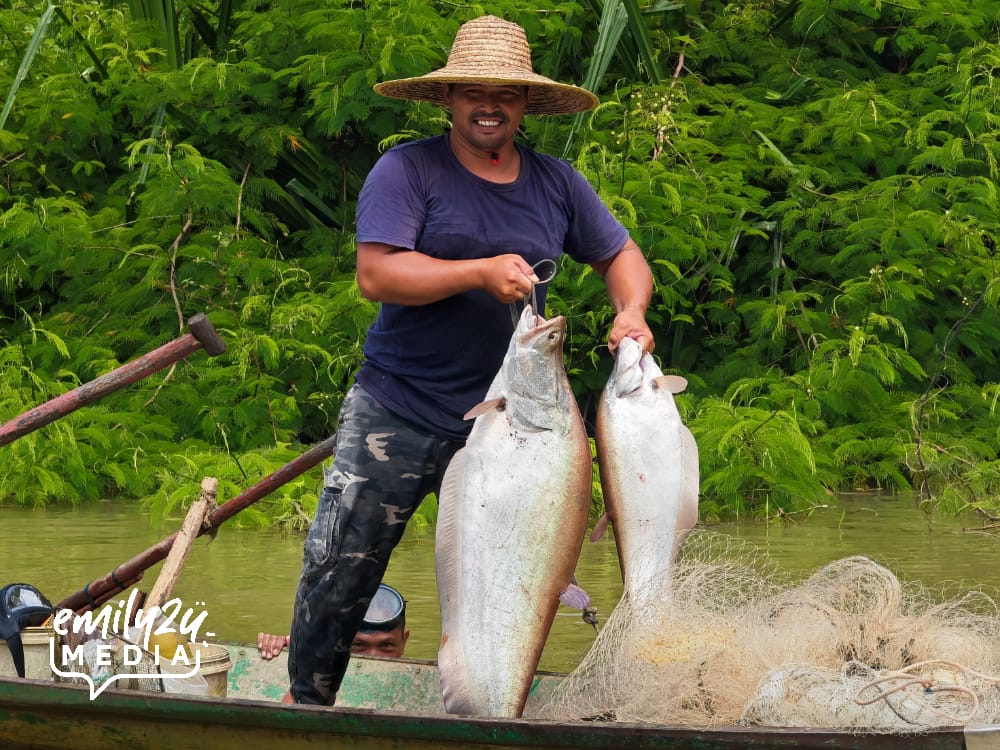Ikan Belida (Giant Featherback) or Sai Tou Yu