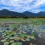 Lenggong Boat Cruise thumbnail
