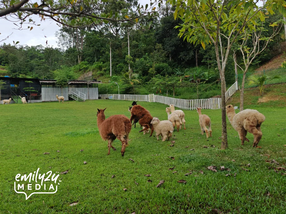 alpaca playing pen