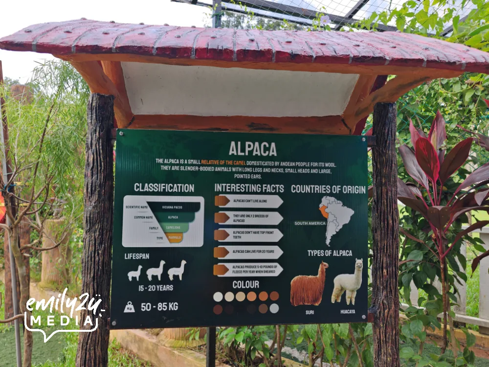 information board about alpacas