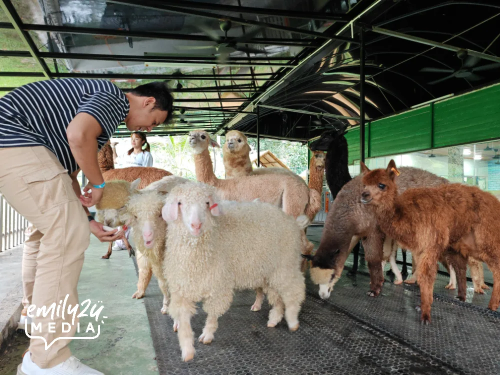 playing with alpacas