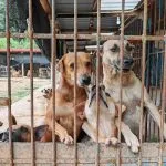 ISPCA