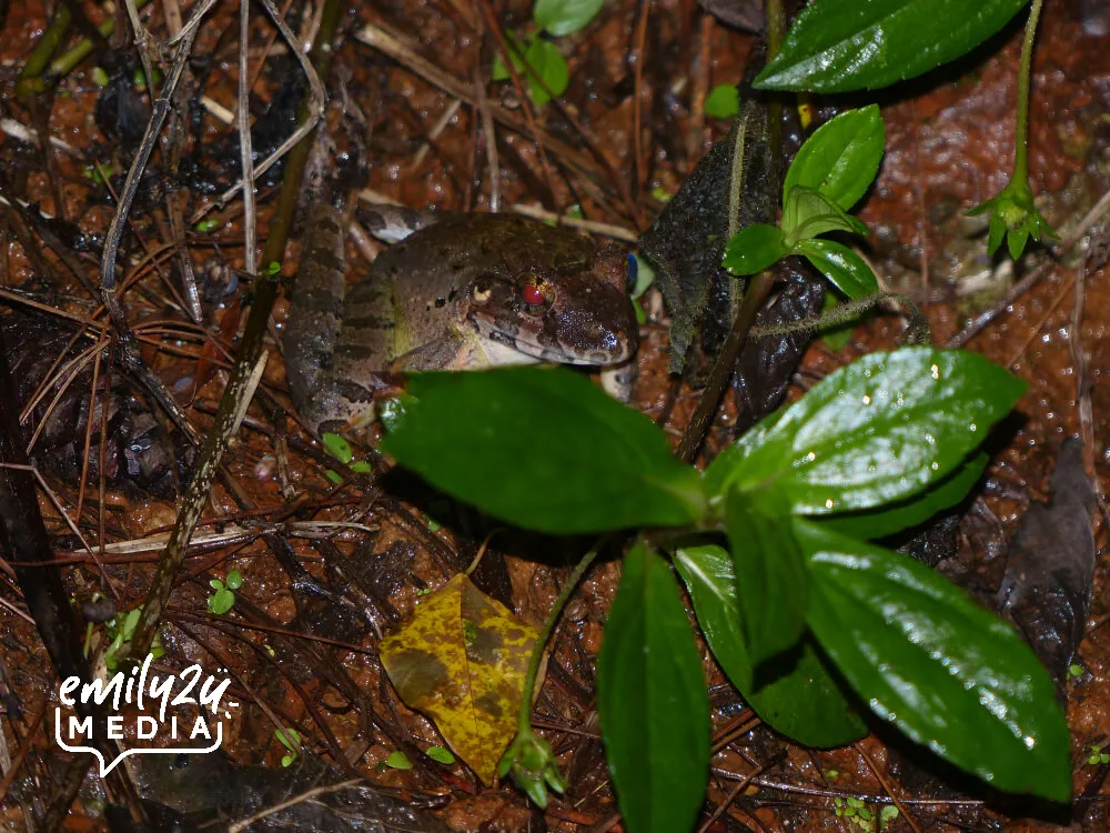 Giant River Frog (Limnonecres blythii)