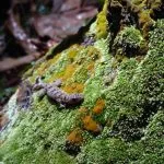 Awana BioPark: A Biodiversity Gem of Wildlife and Plant Life Twin-spotted Gecko (Gekko monarchus)