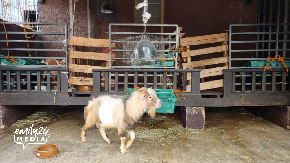 at the petting zoo