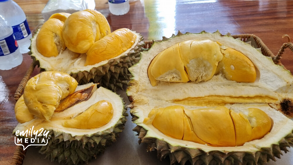 feasting on durian