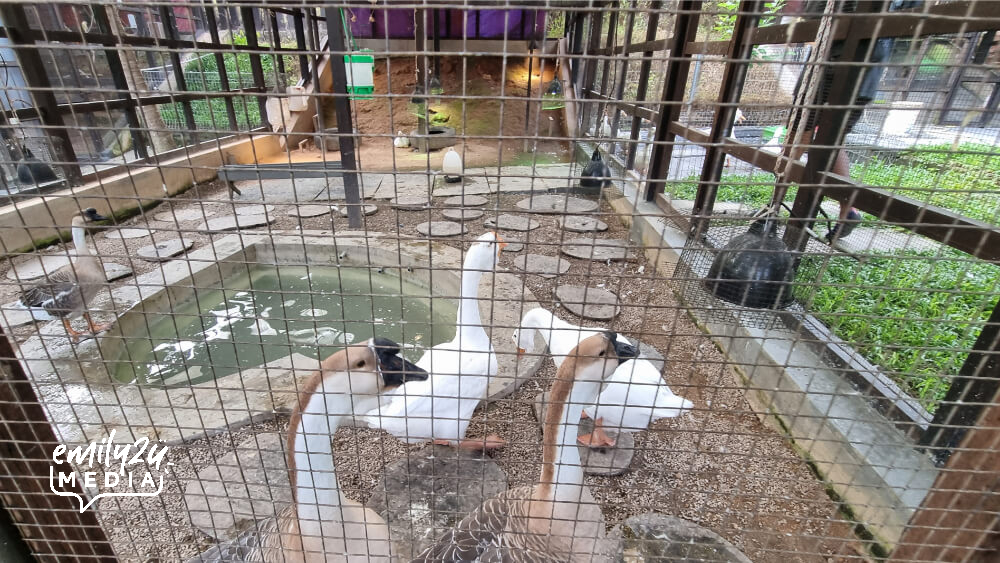 mini zoo